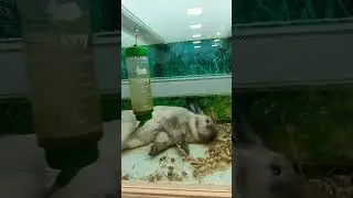 Декоративный кролик сиамского окраса