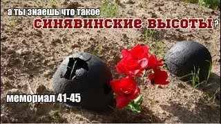 Синявинские высоты Петровская лиственичная роща Путилово