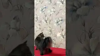 Kya Billi Banegi re Tu? 😂🤦🏻‍♂️