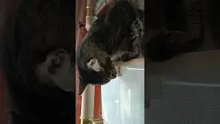 Помогаем черенкам укореняться)