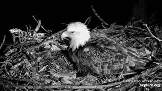 Decorah North 🦅🥚 DNF lays  First Egg of  the season 2023  (explore.org 02 20 2023)