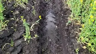 Сроки посадки картошки сдвигаются все дальше. Погода не даёт расслабиться.