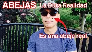 Cómo Proteger Realmente a las ABEJAS 🐝