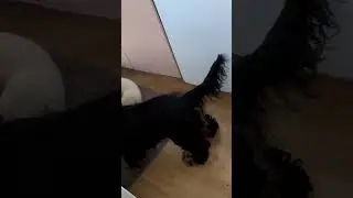 Two dogs in a kitchen. #funny #food #dogs #dog #hungry