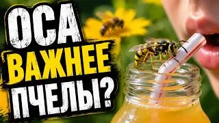 ОСА: насекомое, которое все ненавидят — но без него природа сломается