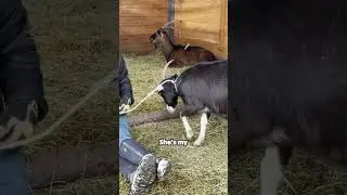 🐐 Meet Cinder: The Queen of the Herd! 🐐