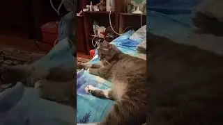 Дашулька