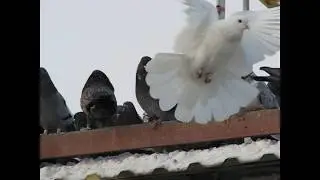 Николаевские голуби Сергея Родионова. (Мои Голуби) Волгоград. Часть 54