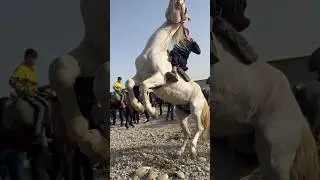 БОЕВОЙ КОНЬ🔥МОЛБОЗОР 