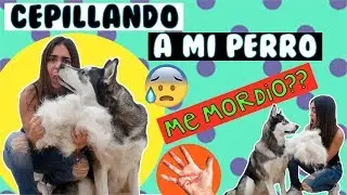 ¿Que pasa si NO CEPILLAS a tu PERRO en un MES?