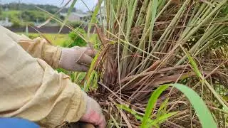 Harvesting lemongrass
