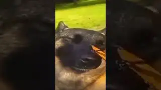 The most angry dog in Canada