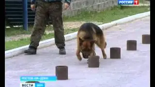 Чемпионат по собаководству в Ростове - май 2014