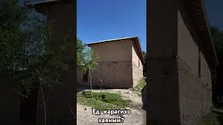 Чои зоида шуда бо дигар…