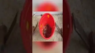MOUSE TRAP