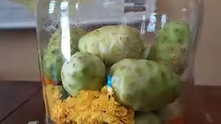 Noni alcohol free tincture for inflammation