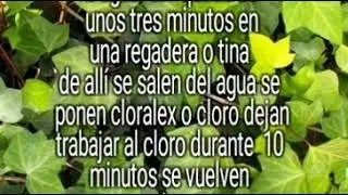 Como quitar la roncha de la hiedra