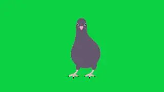 dancing pigeon bird animated green screen video for Youtubers.