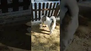 Akita Americano, Zumba en el parque para perros 🥰