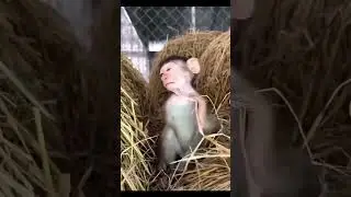 не спим