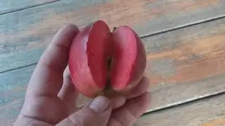 Яблоня красномясая сорт Байя Мариса(Apple Baya Marisa ). Дегустация
