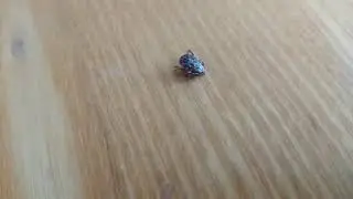 Полумертвый клещ ходит задом