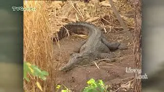 FaunaView: Australia - Northern Territories Thrills