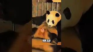 Panda Forgot About Her Silly Child and Almost.... 😂 
