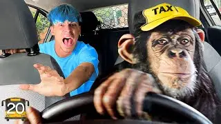A MONKEY STEALS my CAR…