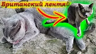 Британский КОТИК очень ЛЕНИВЫЙ и ЛЮБИТ доброту и ЛАСКУ