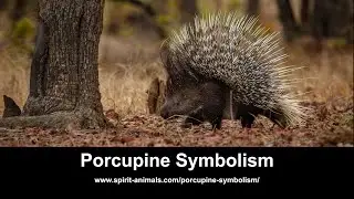 Porcupine Symbolism