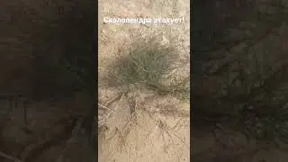 Как нагло атакует сколопендра!