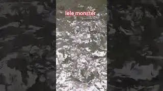 lele monster   #trendingshorts #shorts #ikan
