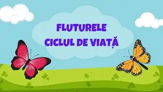 FLUTURELE - CICLUL DE VIAȚĂ