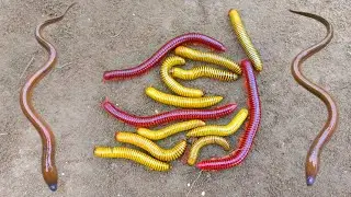 Wow! Looking for millipedes, luwing got ornamental fish, eels, catfish, turtles, and climbing perch