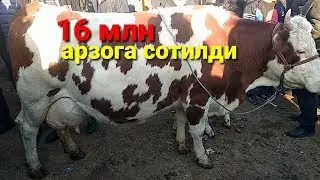 Махсус видео сути куп сигирлар ва ёш новвосчалар