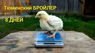Взвешиваем БРОЙЛЕРОВ в 8 дней: отстают или опережают?