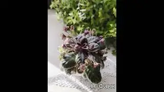 Н-Фавн (Н.Бердникова) #flowers #plants