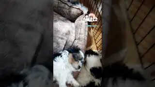 милое созерцание #Малыш #щенок/ #бивер #маленькаясобака #ШансПрованс/  #шанспрованс / #shansprovans