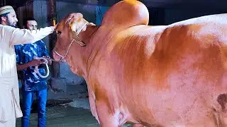 GIANT BULLS OF NAZIMABAD | Bakra Eid Ki Ronaqain | Cattle Market Karachi | Bakra Eid 2023