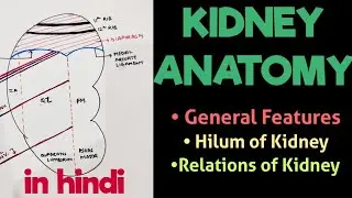 Kidney - Relations & Features | Kidney Anatomy | Abdomen