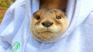 [Original Video] Otter Getting a Taste for Being Pampered