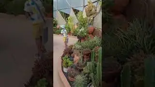 специально для любителей кактусов 🇻🇳 