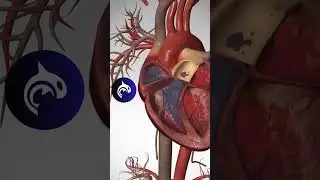 Cardiac Arrest - A Visual Journey of the Heart's Shutdown - 