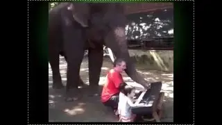 слон музыкант