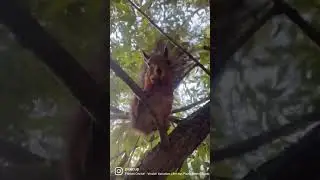 Чудеса живой природы.