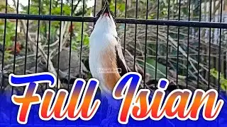 SUARA BURUNG CENDET NGEPLONG FULL ISIAN UNTUK DIJADIKAN MASTERAN ANDALAN