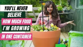 Microdwarf Tomato: Small Plants, BIG HARVESTS - how I grow an entire salad in one container