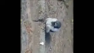 bird scream loud