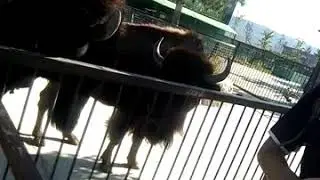 Бизон заглатывает еду в тайгане